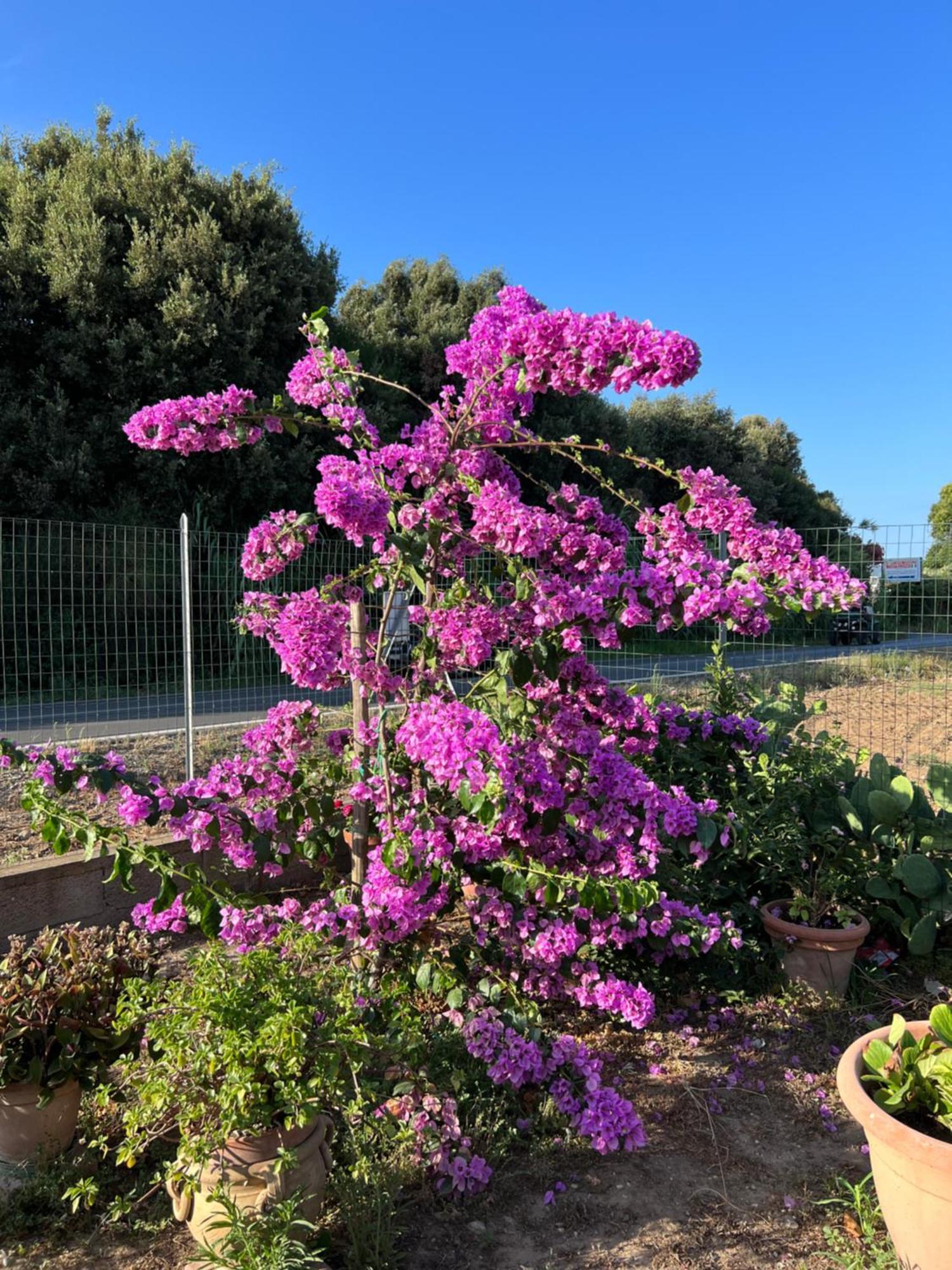 Agriturismo Il Giardino Degli Olivi Appartamenti カスティリオーネ・デッラ・ペスカーイア エクステリア 写真
